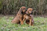 RODESIAN RIDGEBACK 196